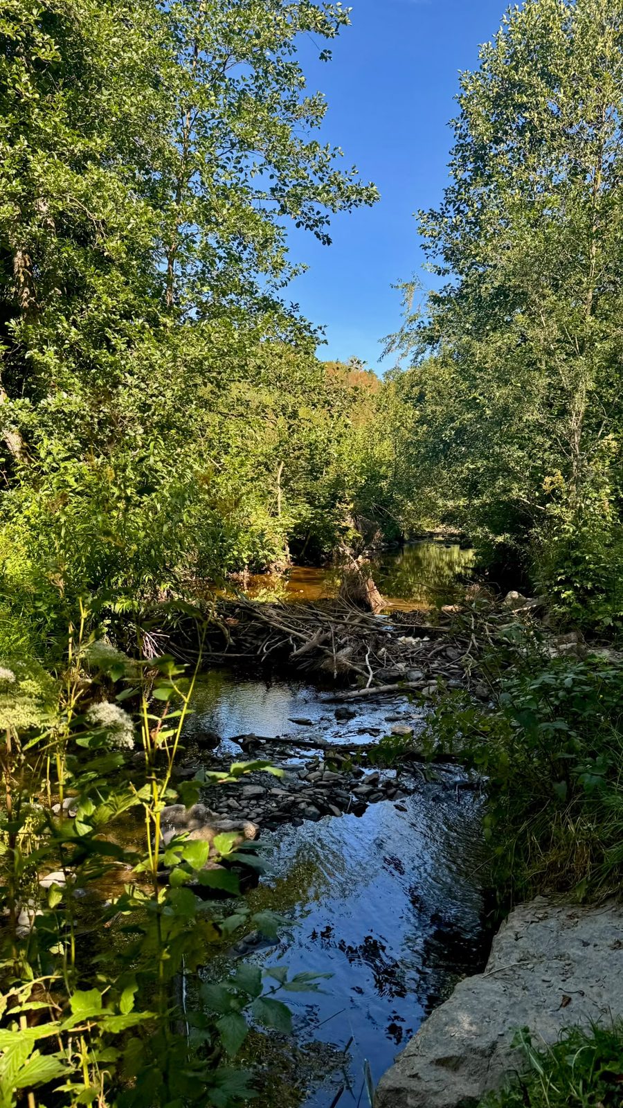 Ruisseau en forêt aux reflets du ciel