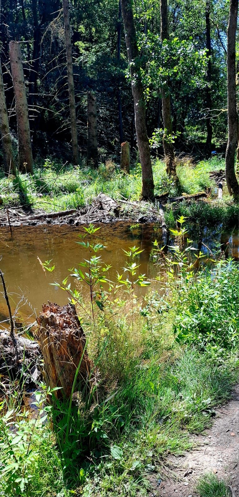 Étang paisible en sous-bois