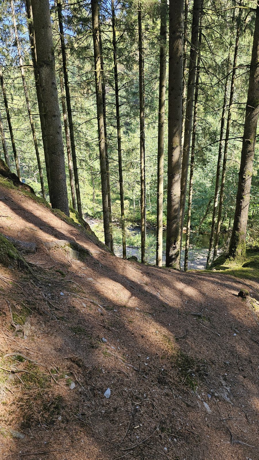 Sous-bois de grands pins
