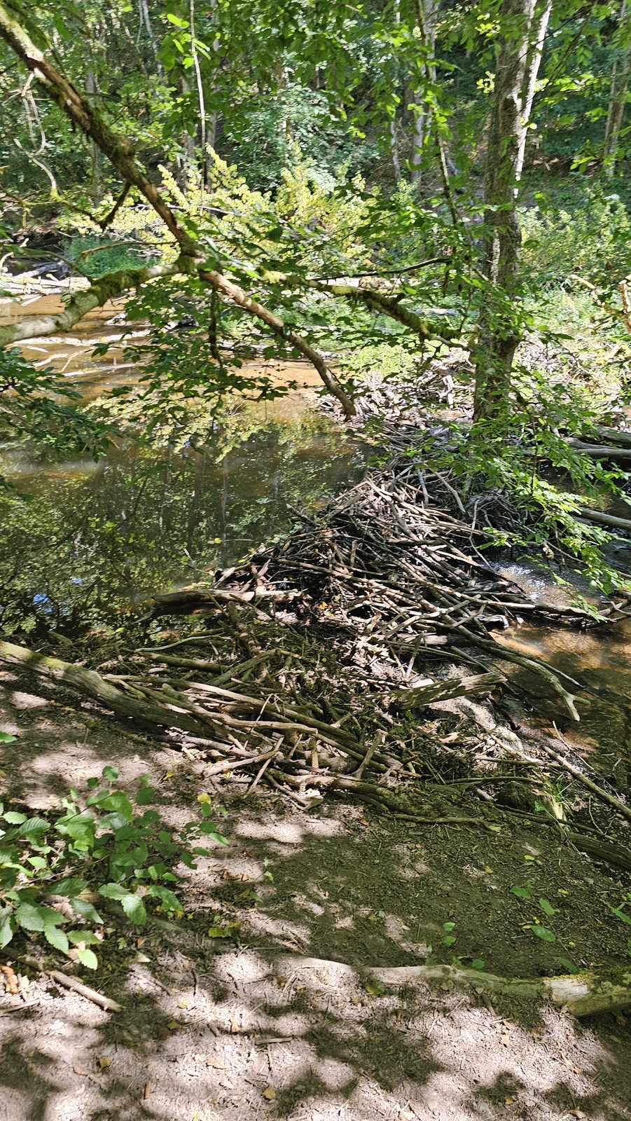Ruisseau et bois flottés en forêt