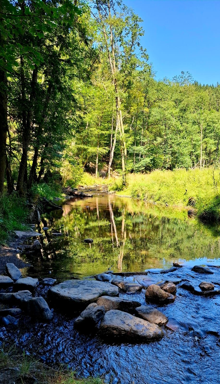 Rivière limpide entre les arbres